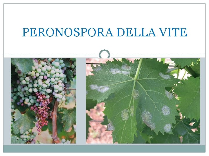 PERONOSPORA DELLA VITE 