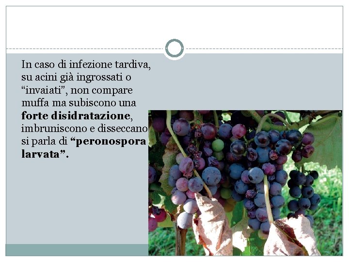 In caso di infezione tardiva, su acini già ingrossati o “invaiati”, non compare muffa