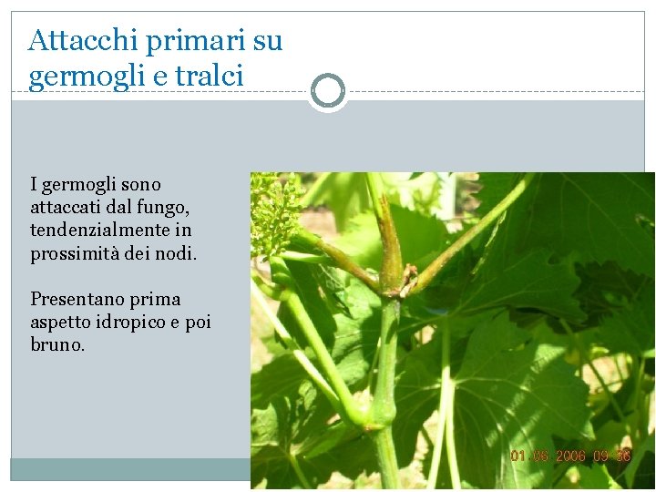 Attacchi primari su germogli e tralci I germogli sono attaccati dal fungo, tendenzialmente in