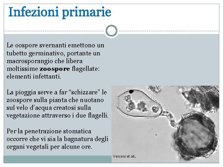 Le oospore svernanti emettono un tubetto germinativo, portante un macrosporangio che libera moltissime zoospore