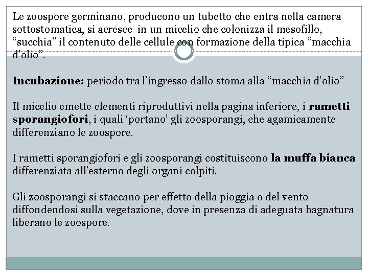 Le zoospore germinano, producono un tubetto che entra nella camera sottostomatica, si acresce in