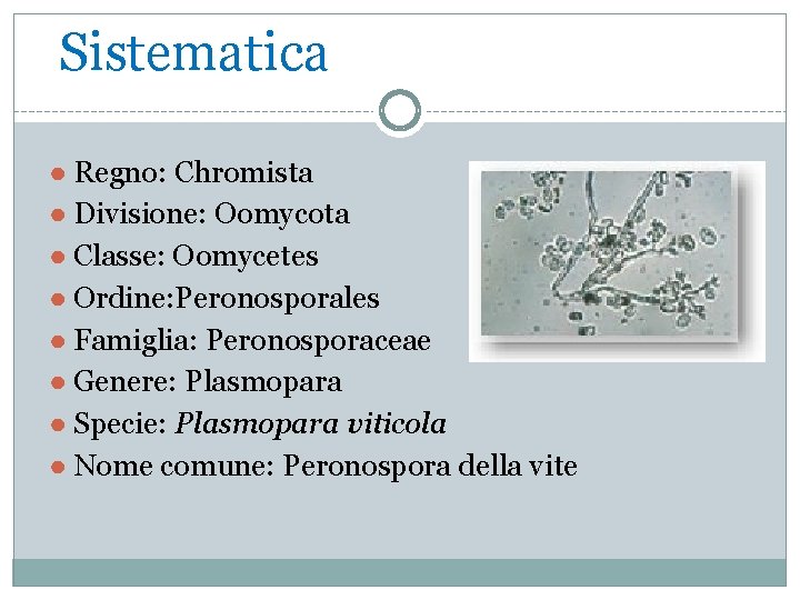 Sistematica ● Regno: Chromista ● Divisione: Oomycota ● Classe: Oomycetes ● Ordine: Peronosporales ●