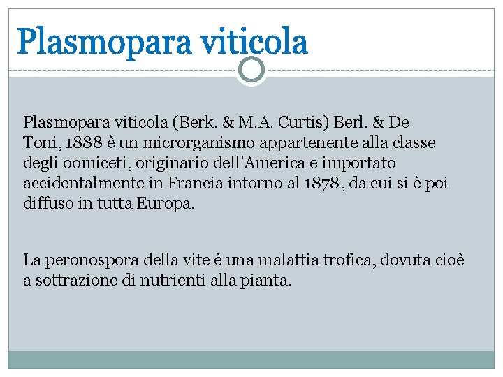 Plasmopara viticola (Berk. & M. A. Curtis) Berl. & De Toni, 1888 è un