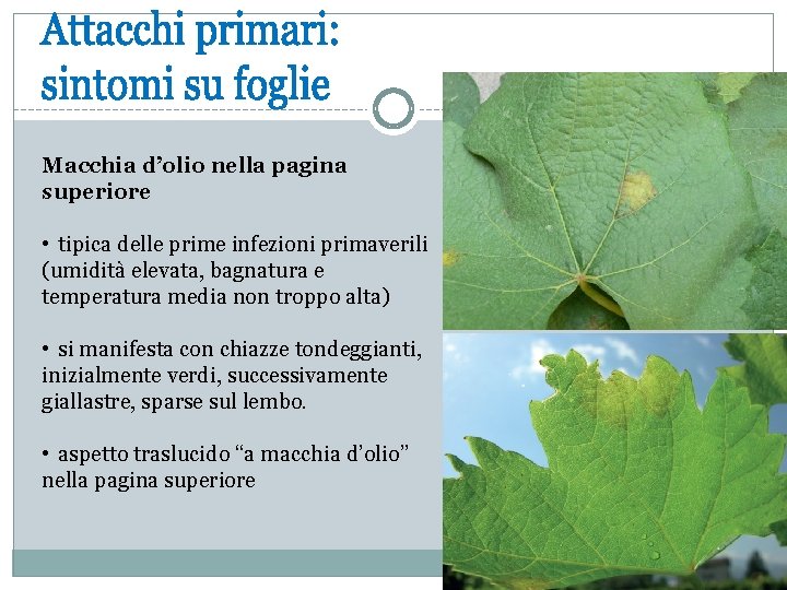 Macchia d’olio nella pagina superiore • tipica delle prime infezioni primaverili (umidità elevata, bagnatura