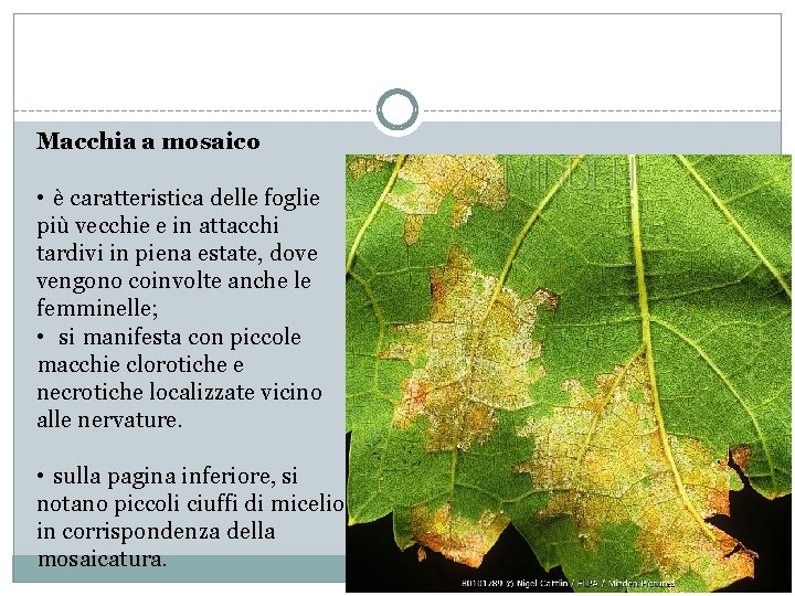 Macchia a mosaico • è caratteristica delle foglie più vecchie e in attacchi tardivi