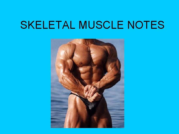 SKELETAL MUSCLE NOTES SKELETAL MUSCLE NOTES