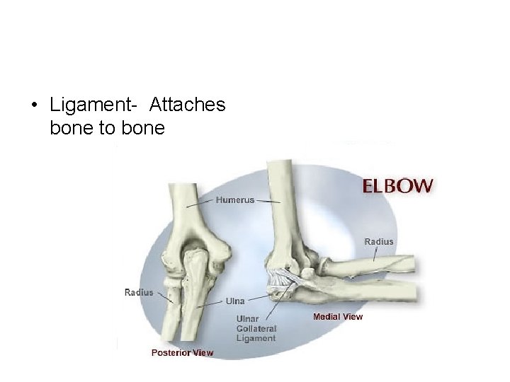 • Ligament- Attaches bone to bone • Ligament- Attaches bone to bone