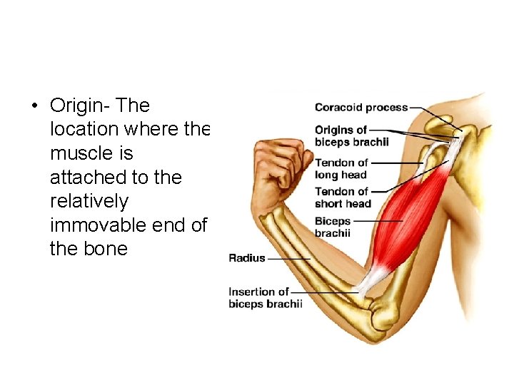 • Origin- The location where the muscle is attached to the relatively immovable • Origin- The location where the muscle is attached to the relatively immovable