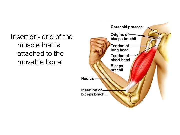 Insertion- end of the muscle that is attached to the movable bone Insertion- end of the muscle that is attached to the movable bone