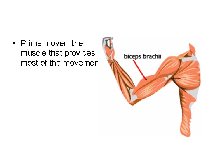 • Prime mover- the muscle that provides most of the movement • Prime mover- the muscle that provides most of the movement