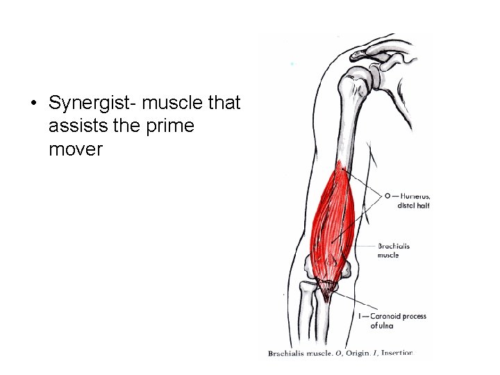 • Synergist- muscle that assists the prime mover • Synergist- muscle that assists the prime mover