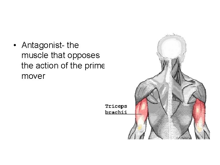 • Antagonist- the muscle that opposes the action of the prime mover • Antagonist- the muscle that opposes the action of the prime mover