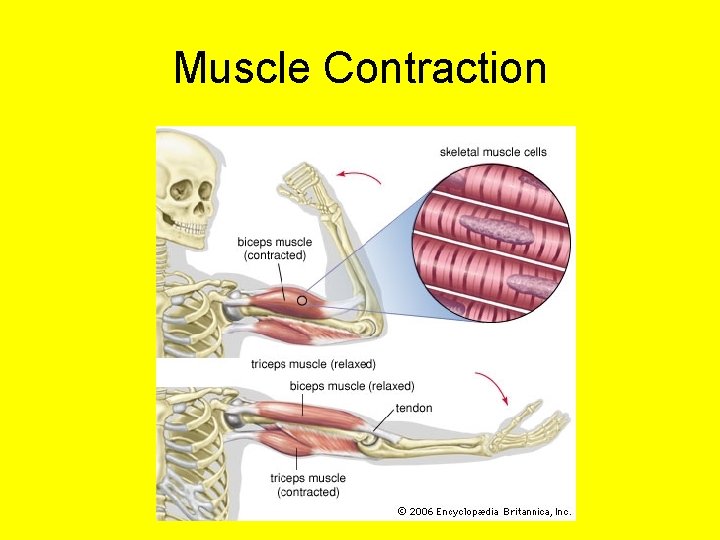 Muscle Contraction Muscle Contraction