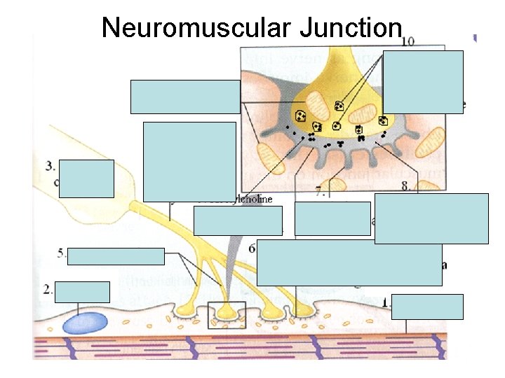 Neuromuscular Junction Neuromuscular Junction