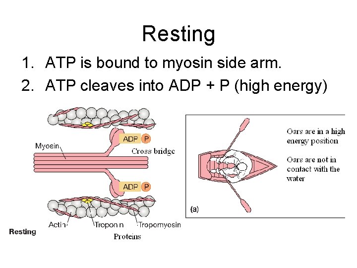 Resting 1. ATP is bound to myosin side arm. 2. ATP cleaves into ADP Resting 1. ATP is bound to myosin side arm. 2. ATP cleaves into ADP