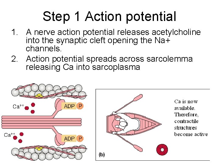 Step 1 Action potential 1. A nerve action potential releases acetylcholine into the synaptic Step 1 Action potential 1. A nerve action potential releases acetylcholine into the synaptic