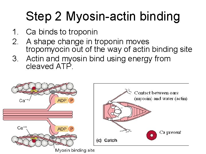 Step 2 Myosin-actin binding 1. Ca binds to troponin 2. A shape change in Step 2 Myosin-actin binding 1. Ca binds to troponin 2. A shape change in