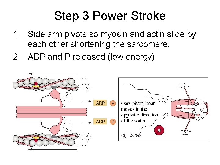 Step 3 Power Stroke 1. Side arm pivots so myosin and actin slide by Step 3 Power Stroke 1. Side arm pivots so myosin and actin slide by