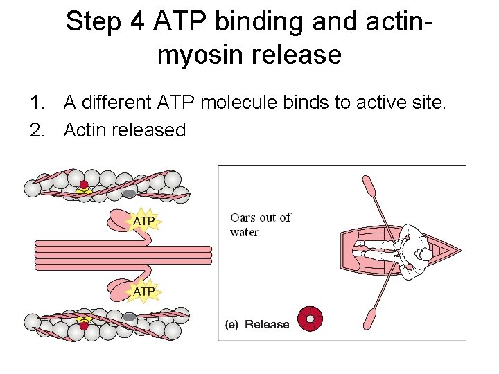 Step 4 ATP binding and actinmyosin release 1. A different ATP molecule binds to Step 4 ATP binding and actinmyosin release 1. A different ATP molecule binds to