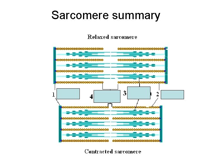 Sarcomere summary Sarcomere summary