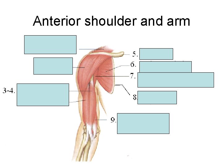 Anterior shoulder and arm Anterior shoulder and arm
