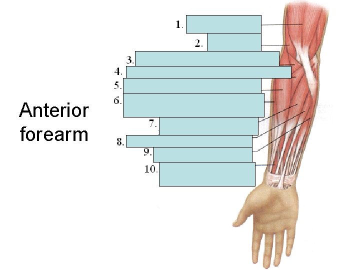 Anterior forearm Anterior forearm