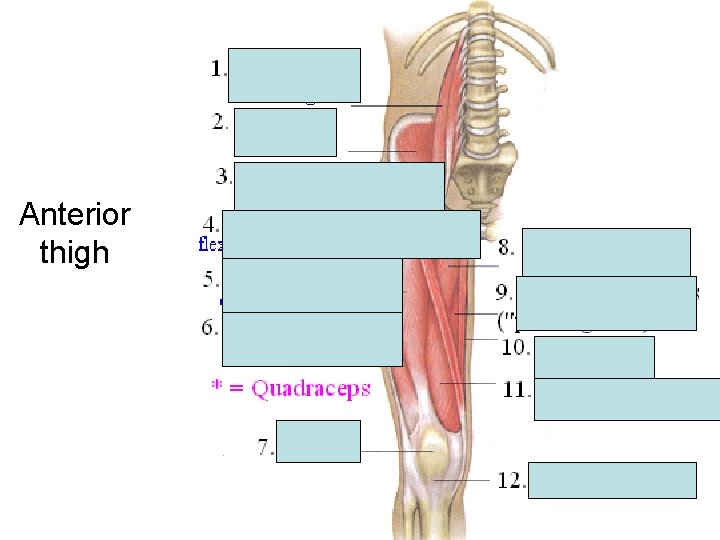 Anterior thigh Anterior thigh