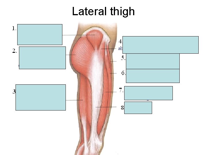 Lateral thigh Lateral thigh