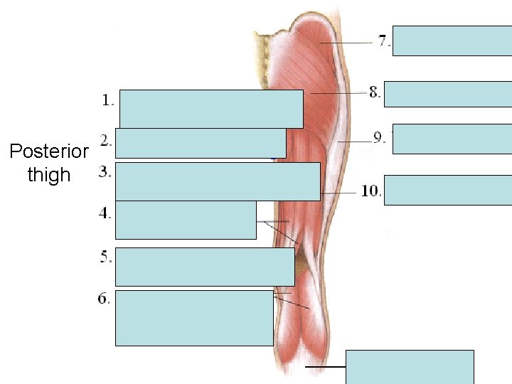 Posterior thigh Posterior thigh