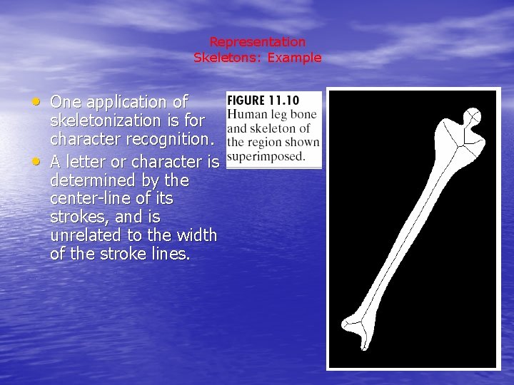 Representation Skeletons: Example • One application of • skeletonization is for character recognition. A