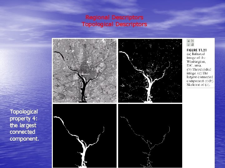 Regional Descriptors Topological property 4: the largest connected component. 