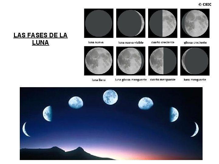 LAS FASES DE LA LUNA 