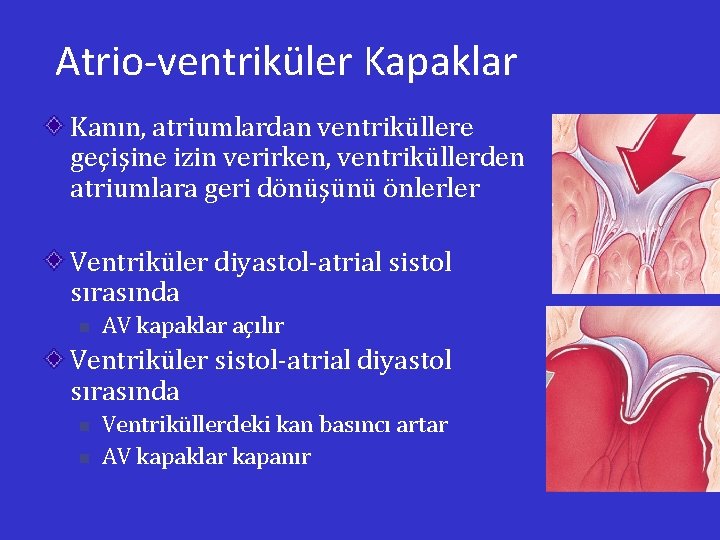 Atrio-ventriküler Kapaklar Kanın, atriumlardan ventriküllere geçişine izin verirken, ventriküllerden atriumlara geri dönüşünü önlerler Ventriküler