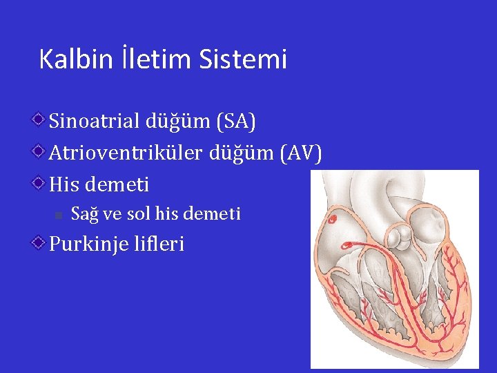 Kalbin İletim Sistemi Sinoatrial düğüm (SA) Atrioventriküler düğüm (AV) His demeti n Sağ ve