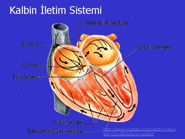 Kalbin İletim Sistemi http: //www. youtube. com/watch? v=h. L 8 WR-t. OXx 8&feature=related 