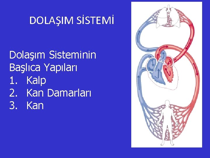 DOLAŞIM SİSTEMİ Dolaşım Sisteminin Başlıca Yapıları 1. Kalp 2. Kan Damarları 3. Kan 