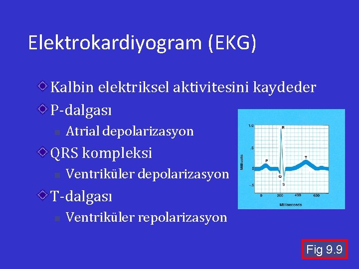 Elektrokardiyogram (EKG) Kalbin elektriksel aktivitesini kaydeder P-dalgası n Atrial depolarizasyon QRS kompleksi n Ventriküler