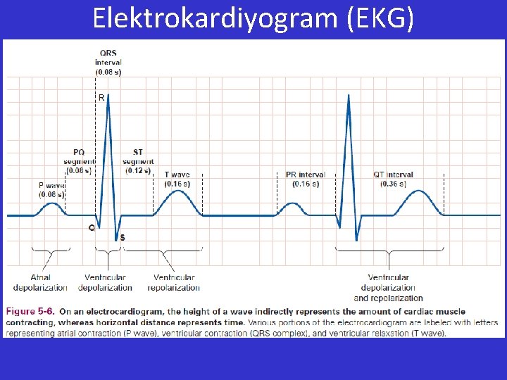 Elektrokardiyogram (EKG) 