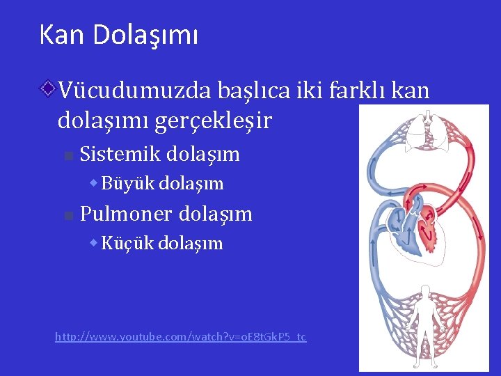 Kan Dolaşımı Vücudumuzda başlıca iki farklı kan dolaşımı gerçekleşir n Sistemik dolaşım w Büyük