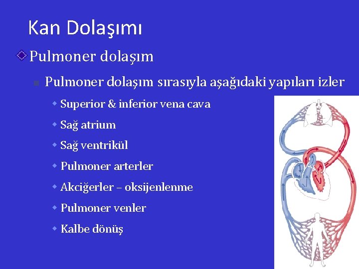 Kan Dolaşımı Pulmoner dolaşım n Pulmoner dolaşım sırasıyla aşağıdaki yapıları izler w Superior &