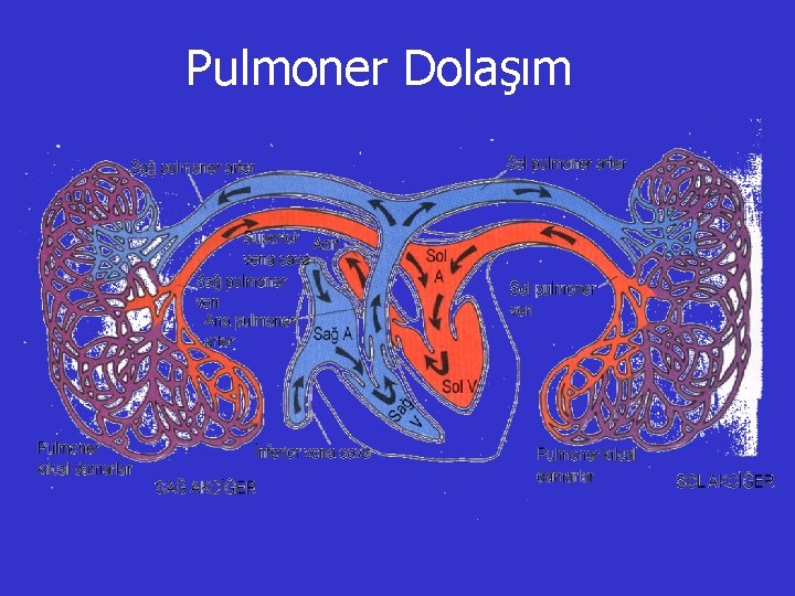 Pulmoner Dolaşım 