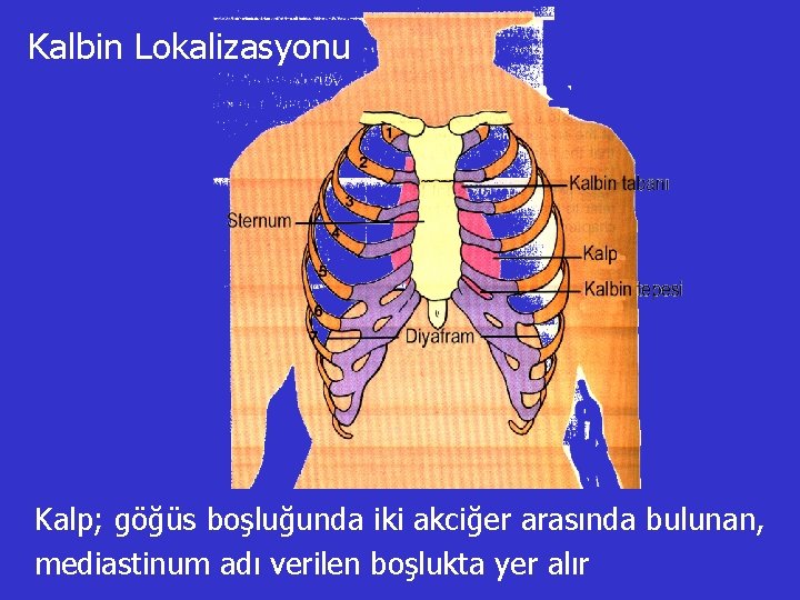 Kalbin Lokalizasyonu Kalp; göğüs boşluğunda iki akciğer arasında bulunan, mediastinum adı verilen boşlukta yer