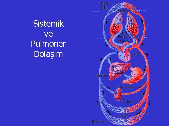Sistemik ve Pulmoner Dolaşım 