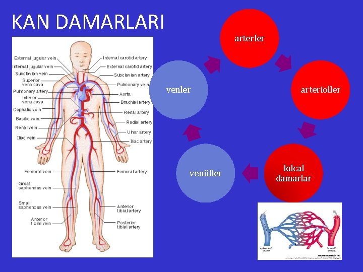 KAN DAMARLARI arterler venüller arterioller kılcal damarlar 