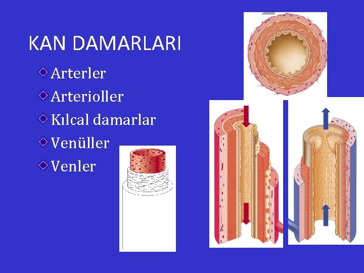 KAN DAMARLARI Arterler Arterioller Kılcal damarlar Venüller Venler 