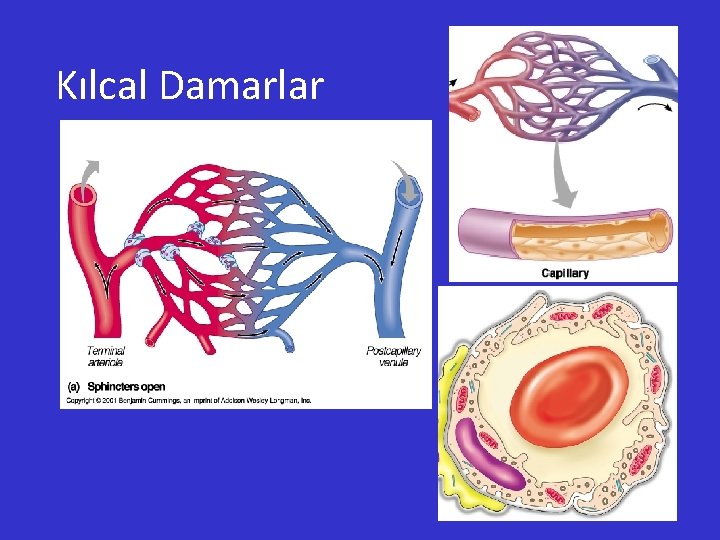 Kılcal Damarlar 