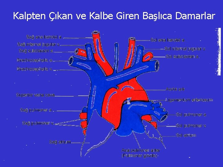 Kalpten Çıkan ve Kalbe Giren Başlıca Damarlar 