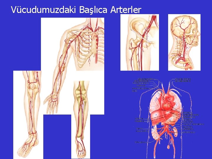 Vücudumuzdaki Başlıca Arterler 