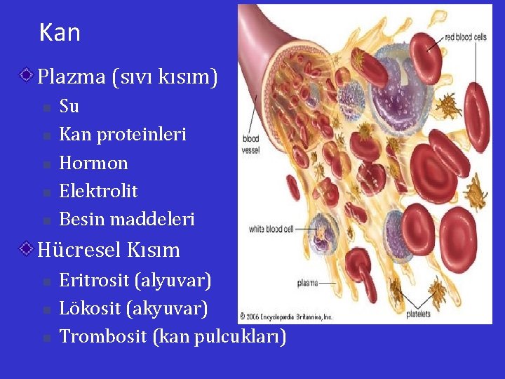 Kan Plazma (sıvı kısım) n n n Su Kan proteinleri Hormon Elektrolit Besin maddeleri