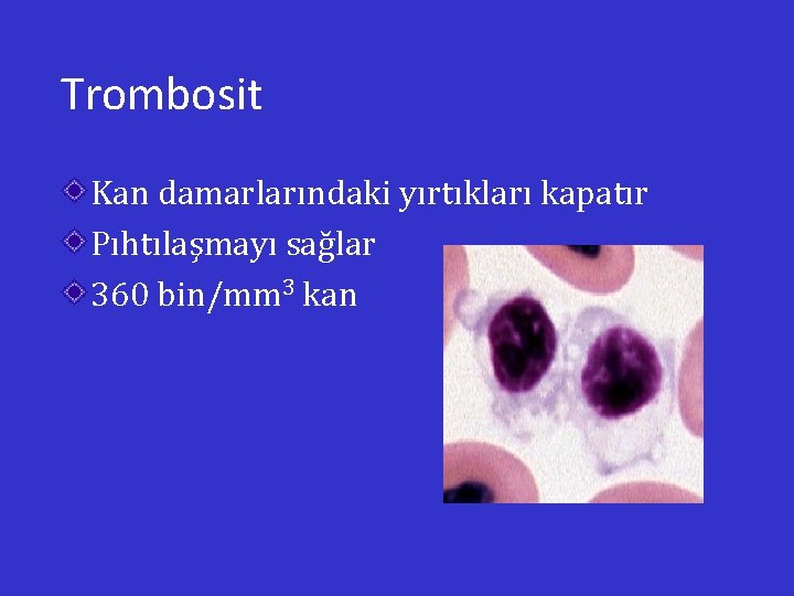 Trombosit Kan damarlarındaki yırtıkları kapatır Pıhtılaşmayı sağlar 360 bin/mm 3 kan 
